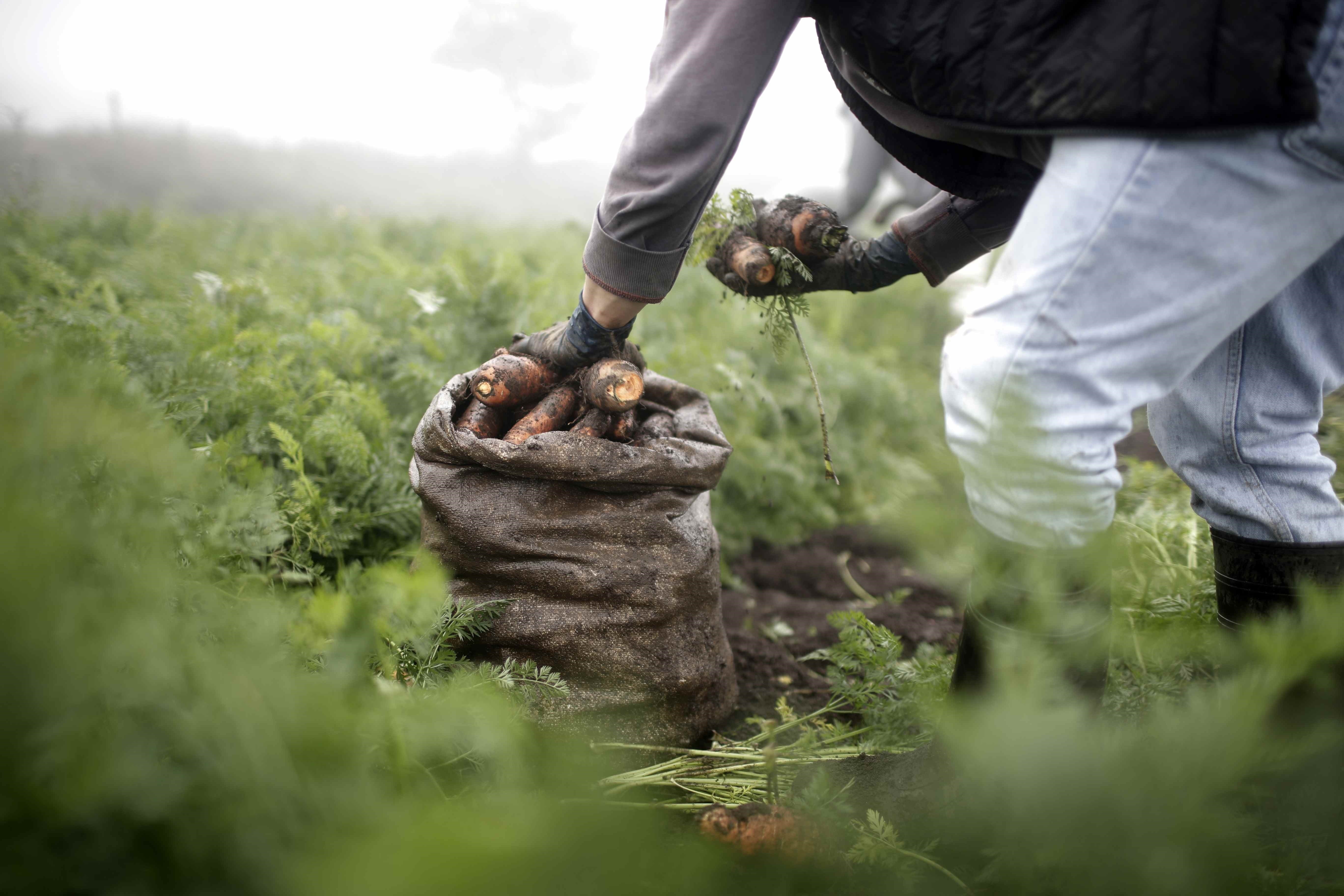 Campesinos trabajan en sus parcelas. EFE/Jeffrey Arguedas/Archivo
