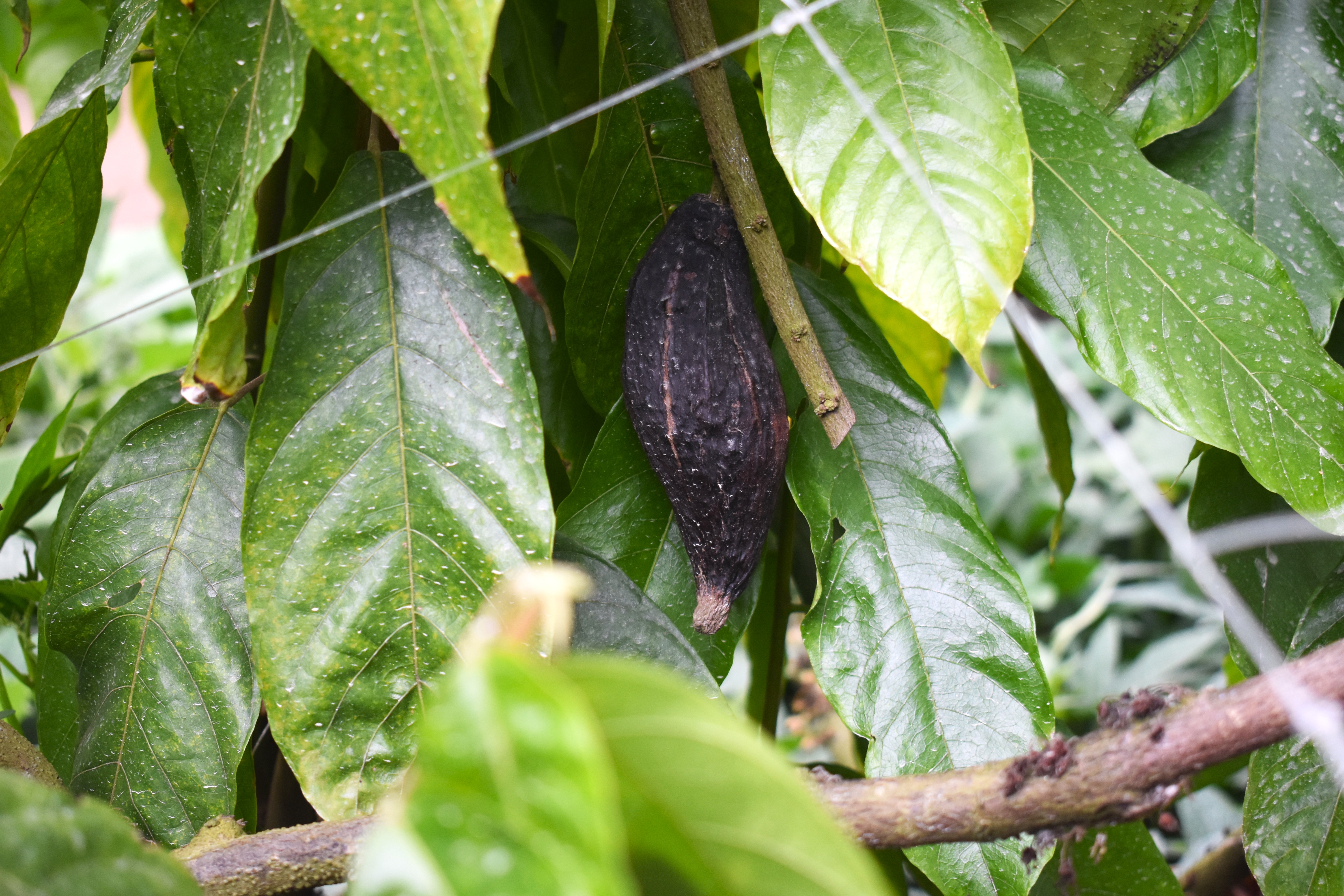 En la sección de Plantas Útiles del Tropicario, los visitantes pueden encontrar plantas de cacao (como en la imagen), café, ají, entre otros. Daniela Gallo Hidalgo-Infobae Colombia