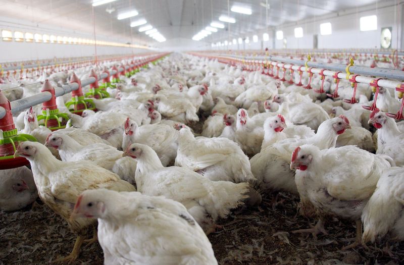 FOTO DE ARCHIVO ILUSTRATIVA. Pollos esperan a ser alimentados en una granja avícola en Burgos, Castilla y León, España. 8 de noviembre de 2005. REUTERS/Félix Ordóñez