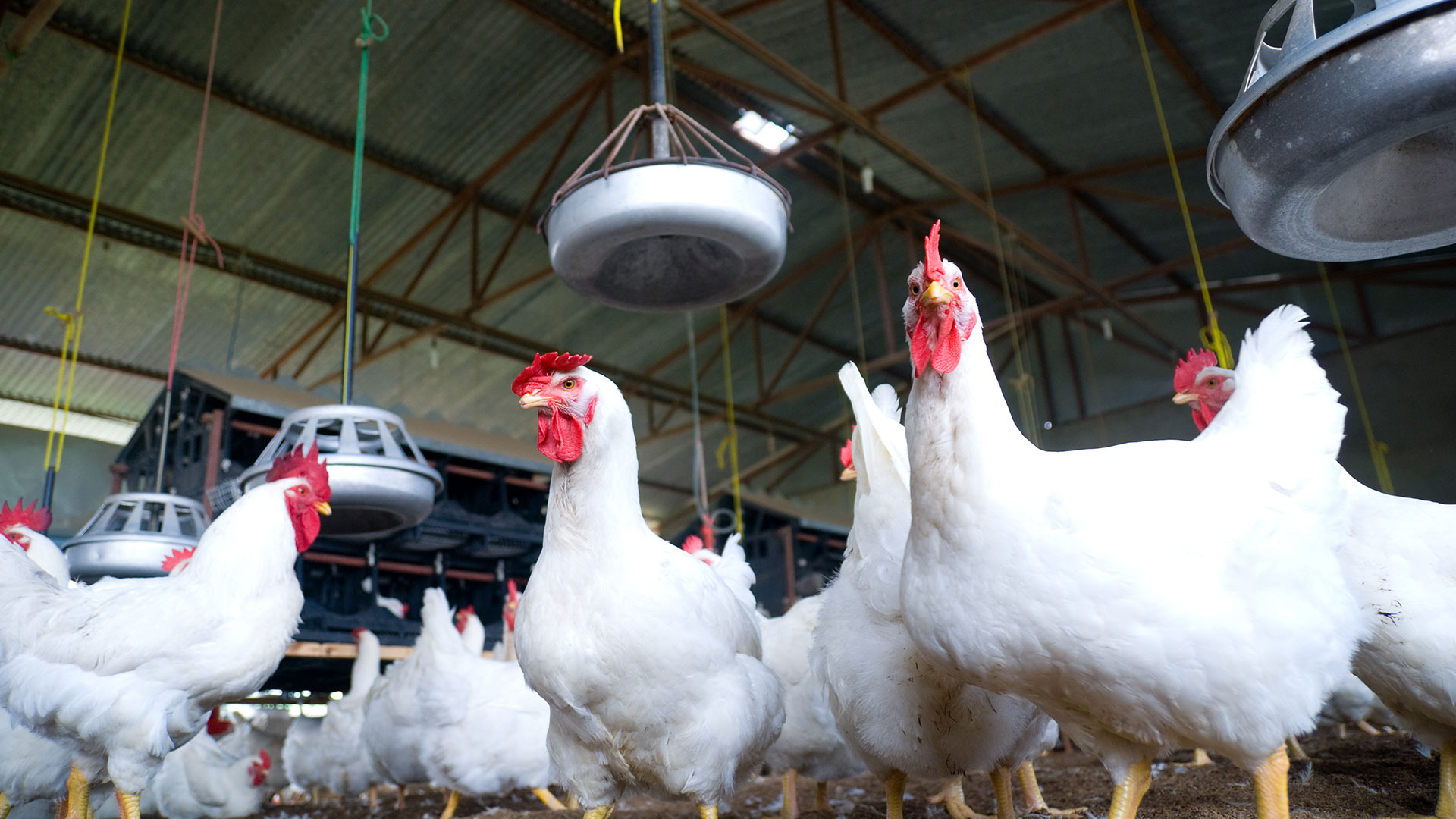 El Gobierno dispuso nuevas medidas para frenar el avance de la gripe aviar