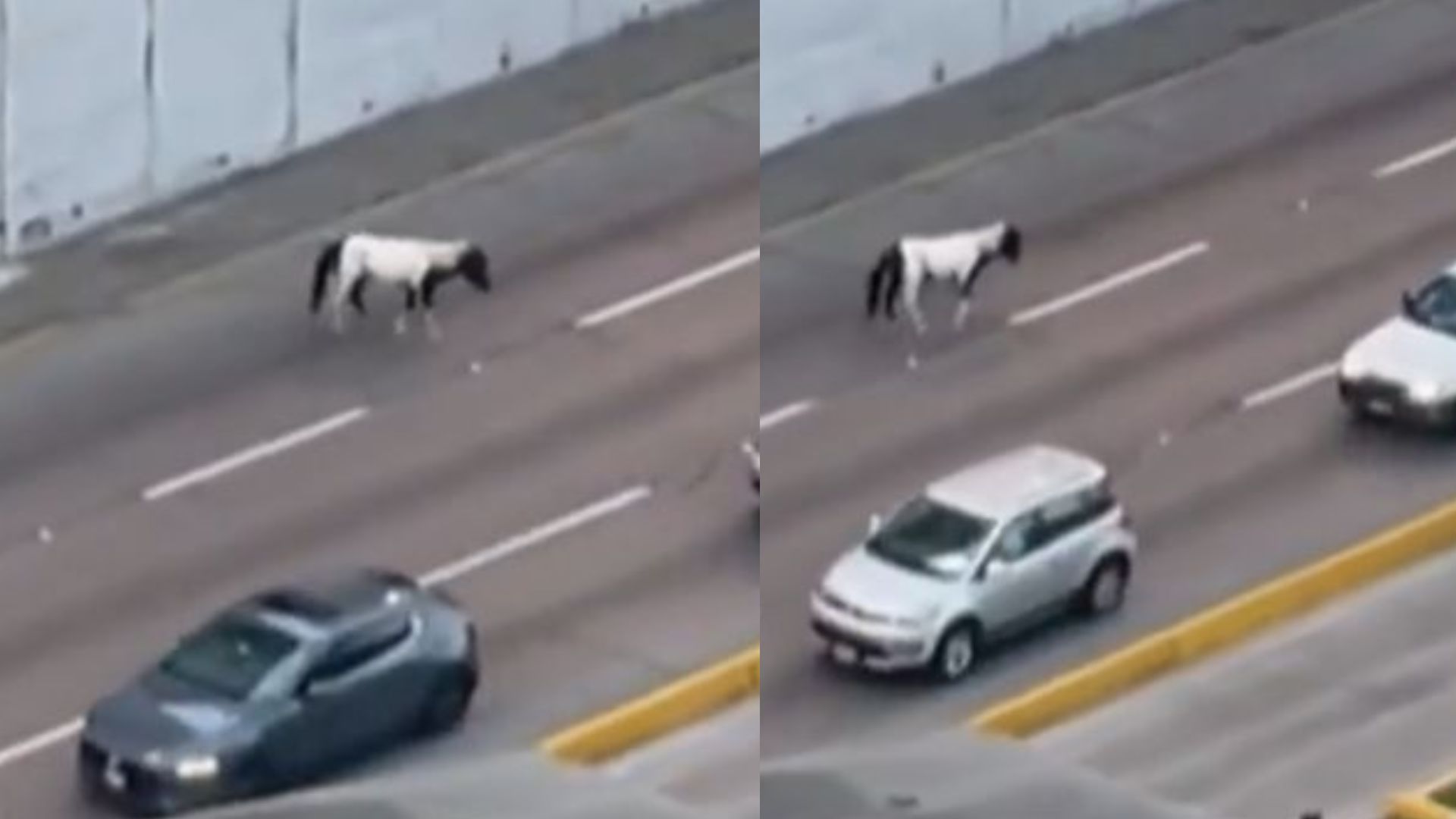 Accidente de carreta con caballos generó caos vehicular en la Vía Expresa. (Captura Latina Noticias)