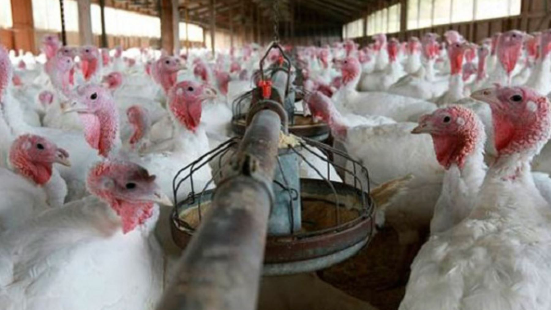 Gripe aviar: Las prohibiciones de Senasa en medio de la emergencia sanitaria