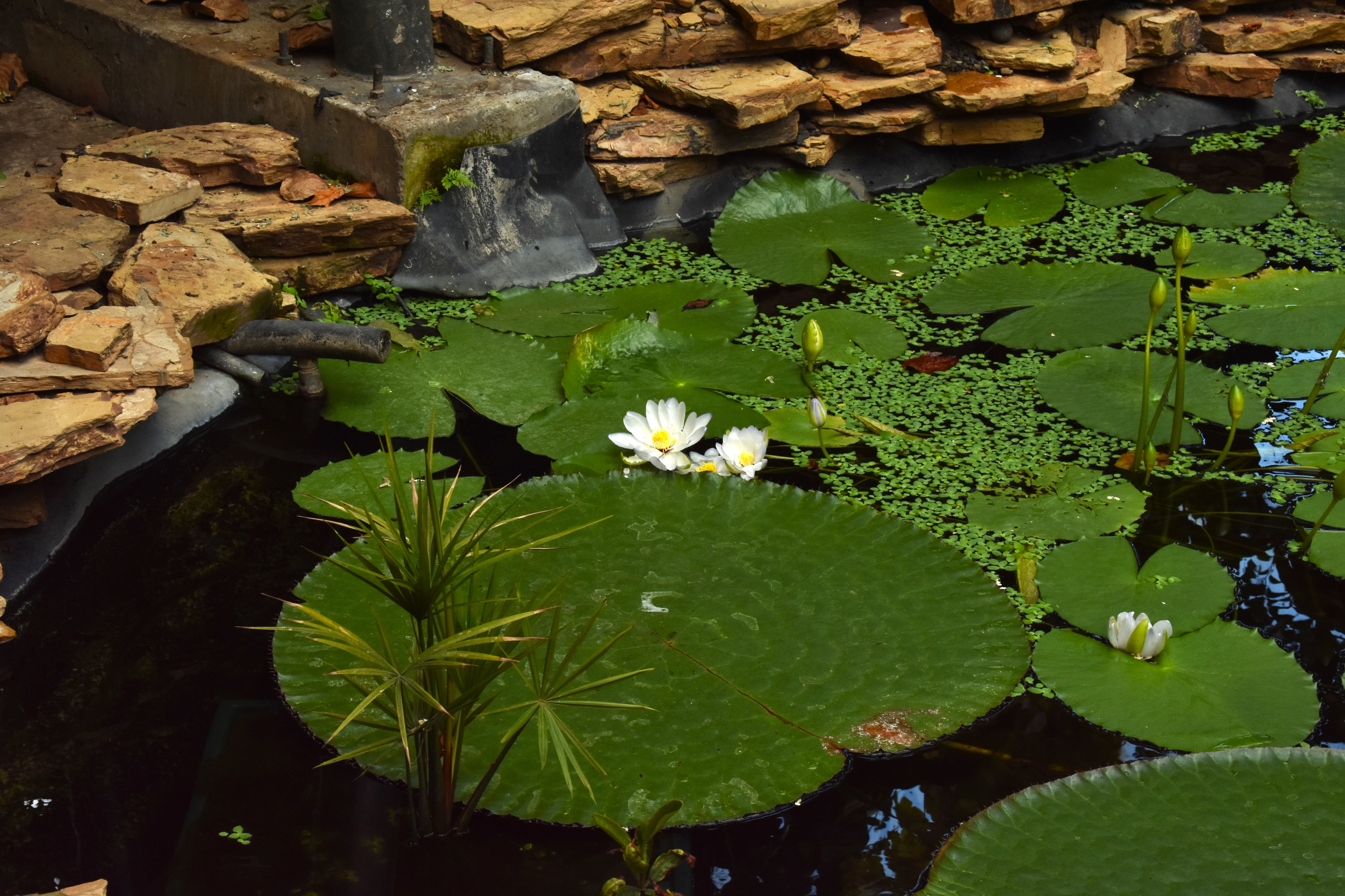 Imagen de la Victoria regia, planta acuática propia del Amazonas y que logró ser florecida al interior del Tropicario del Jardín Botánico de Bogotá. Daniela Gallo-Infobae Colombia