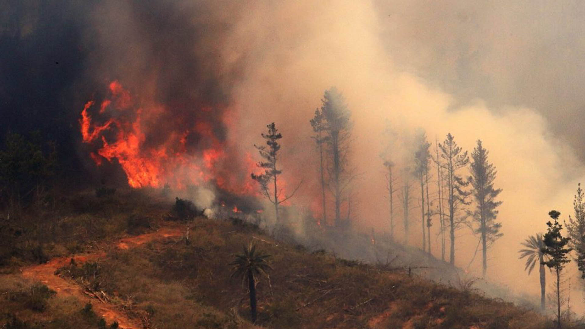 Según la Corporación Nacional Forestal (Conaf), un 25% de los incendios en la zona centro-sur de Chile son intencionales (Foto: Archivo)
