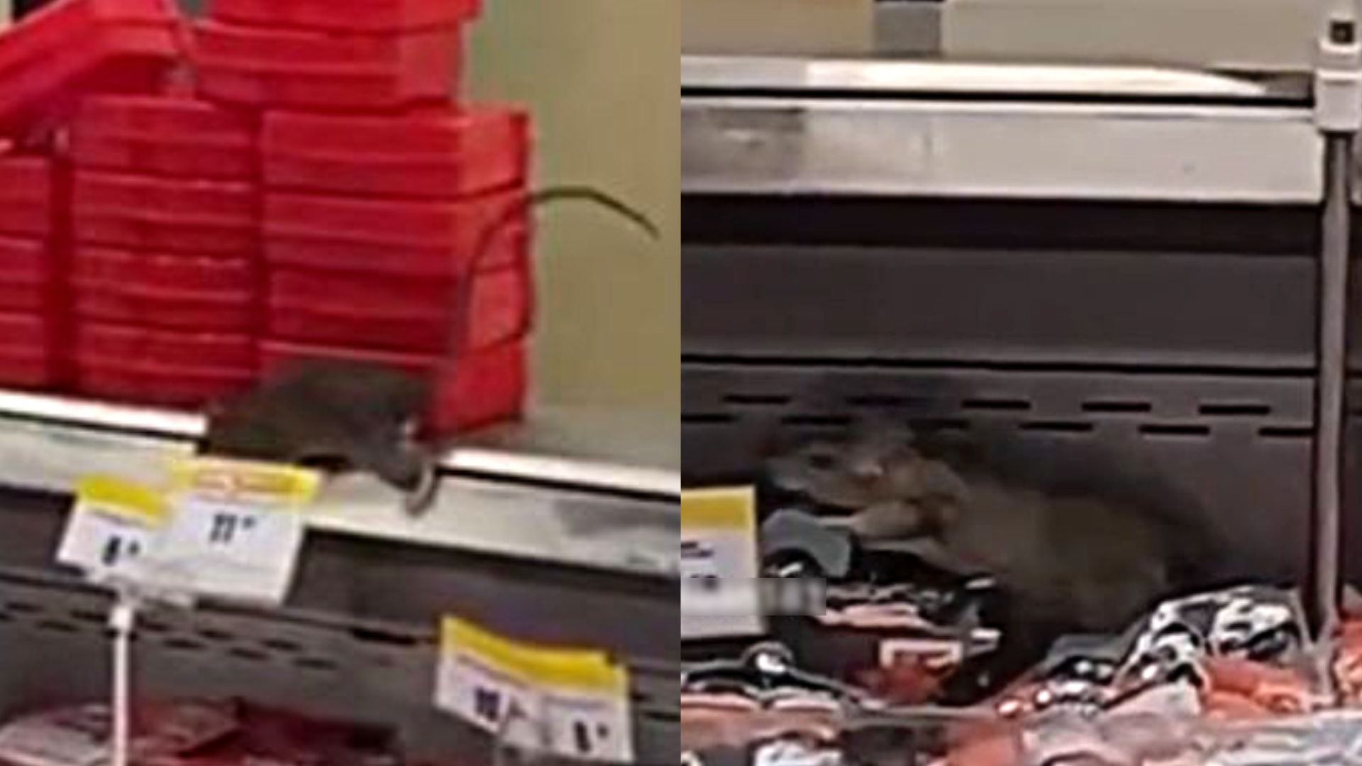 Graban a dos ratas gigantes en Metro y clientes piden que las autoridades se pronuncien. El video se volvió viral en distintas redes sociales. (Captura)