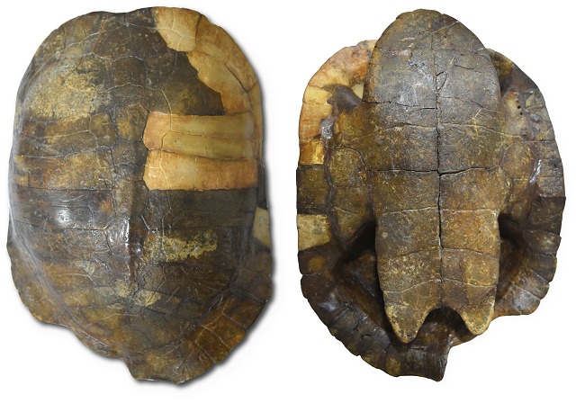 Fósil de la tortuga acuática descubierta en Colombia. Es el registro más antiguo de esta especie hasta ahora conocido en el país. (Universidad del Rosario)