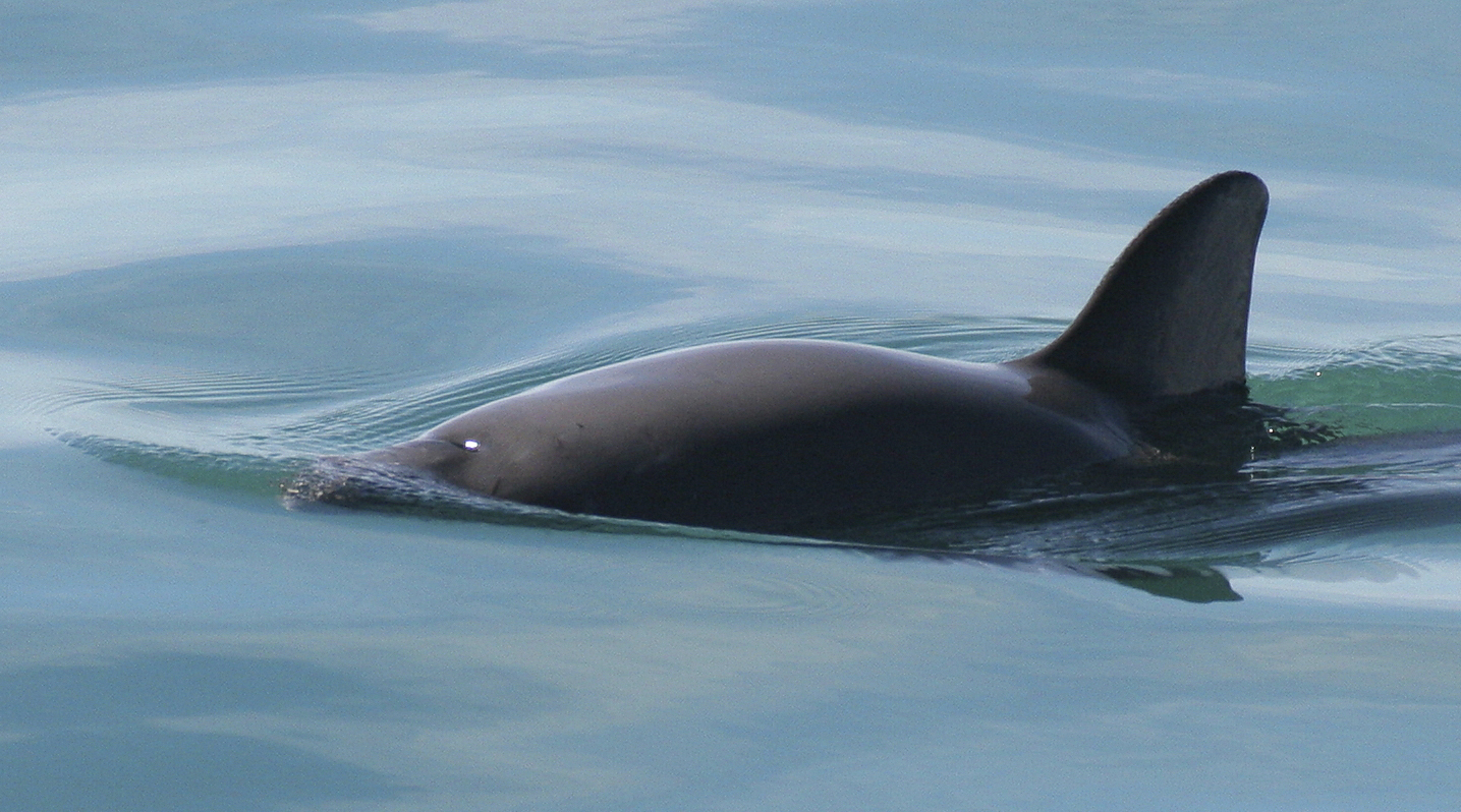 ARCHIVO - En esta fotografía sin fecha proporcionada por la Oficina Nacional de Administración Oceánica y Atmosférica de Estados Unidos se ve a una vaquita marina en el Golfo de California. (Paula Olson/NOAA vía AP/ Archivo)