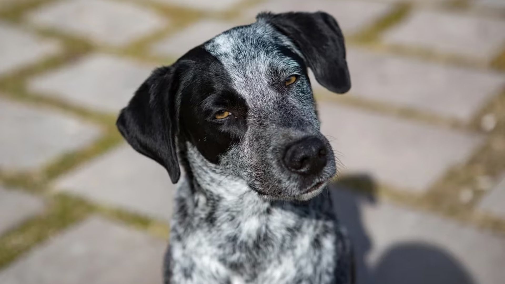 Un estudio demostró que los perros se comportan de manera hóstil cuando interactúan con una persona que lastimó a un integrante de su familia (Archivo)