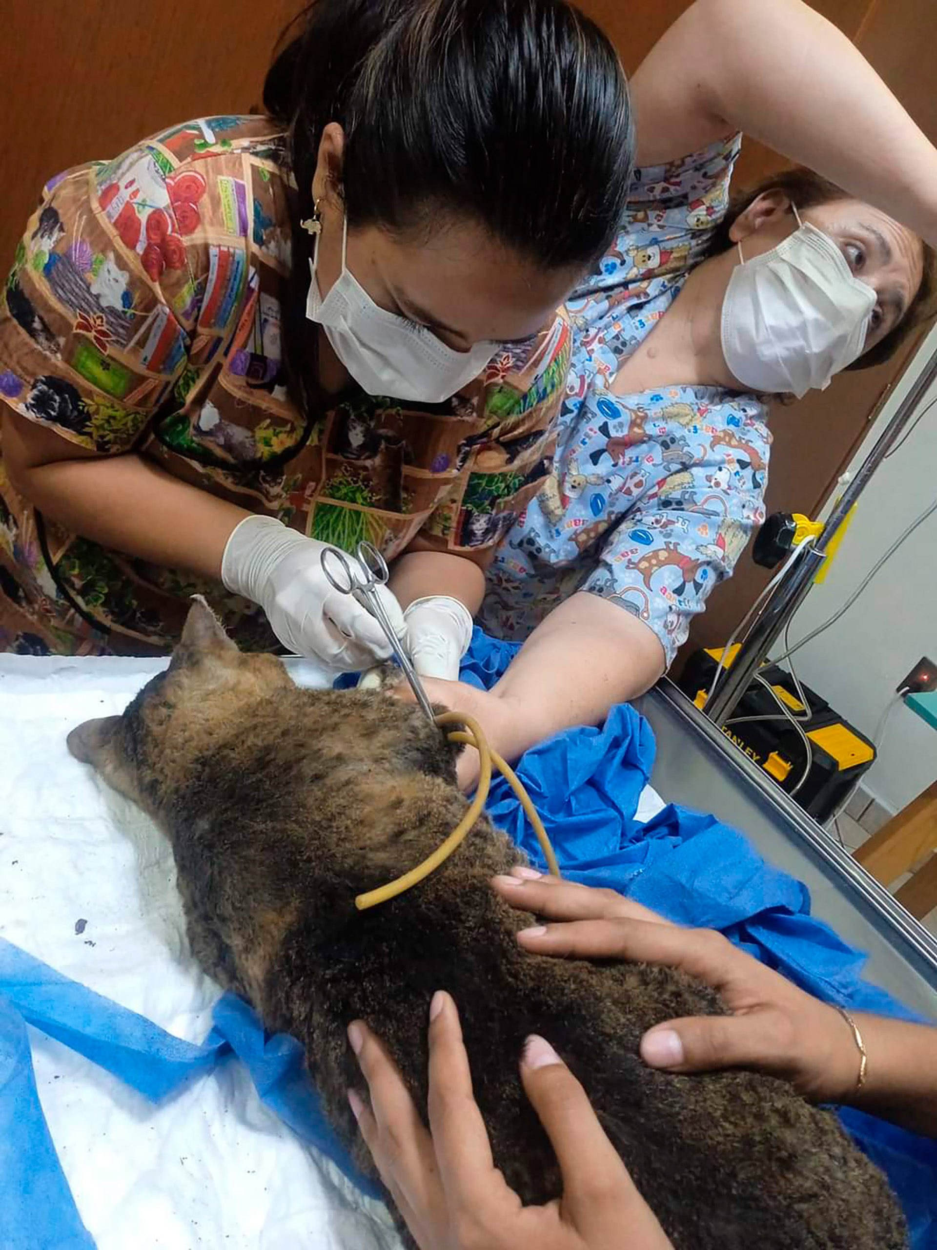 El gatito que sobrevivió al incendio en Central de Abastos sufrió quemaduras en patas y rostro (Facebook/Byggaby Avila)