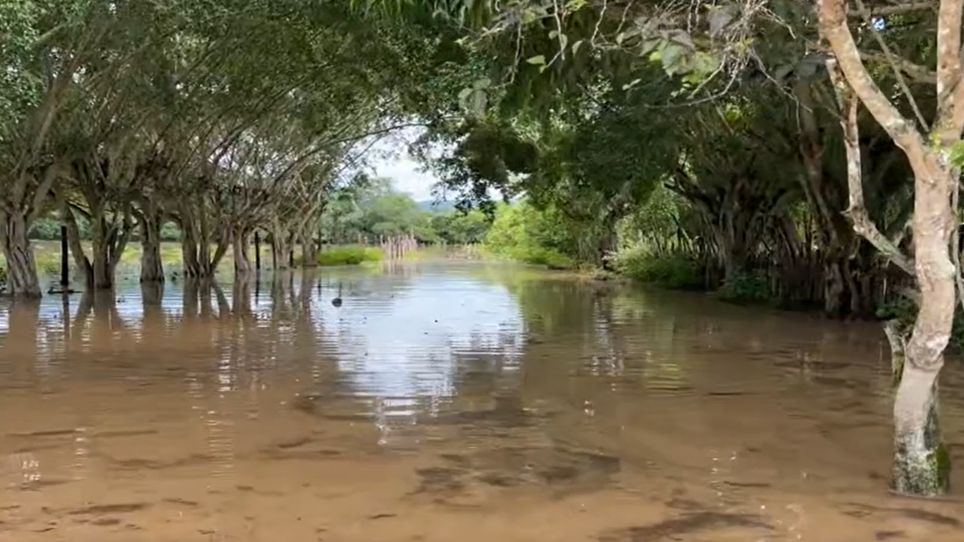 Río Mayo se desborda e inunda varias viviendas y carretera en Tarapoto.
Foto: Captura de Canal N
