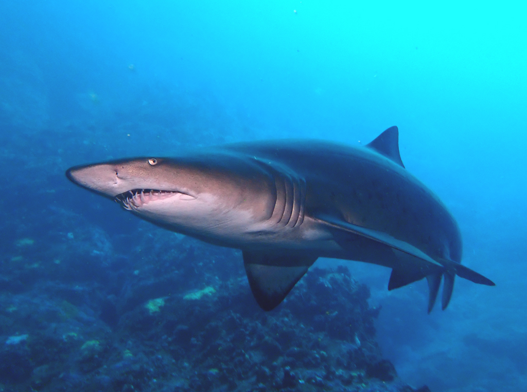 El escalandrum es un tiburón grande que también habita en el Mar Argentino. Puede superar los tres metros de longitud total. Se encuentra en estado crítico/Argentinat - FVSA