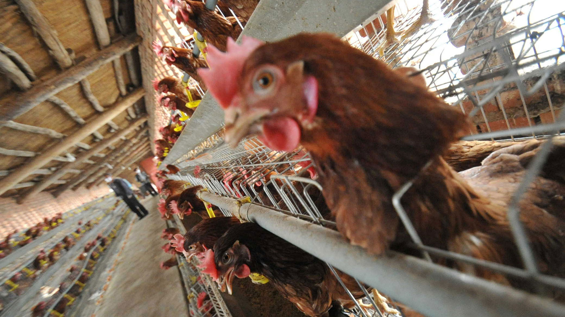 La situación actual destaca el riesgo de que la influenza aviar H5N1 pueda adaptarse mejor a los mamíferos y dar un salto al hombre y a otros animales, según la Organización Mundial de Sanidad Animal (ONSA)
(Photo by Getty Images)