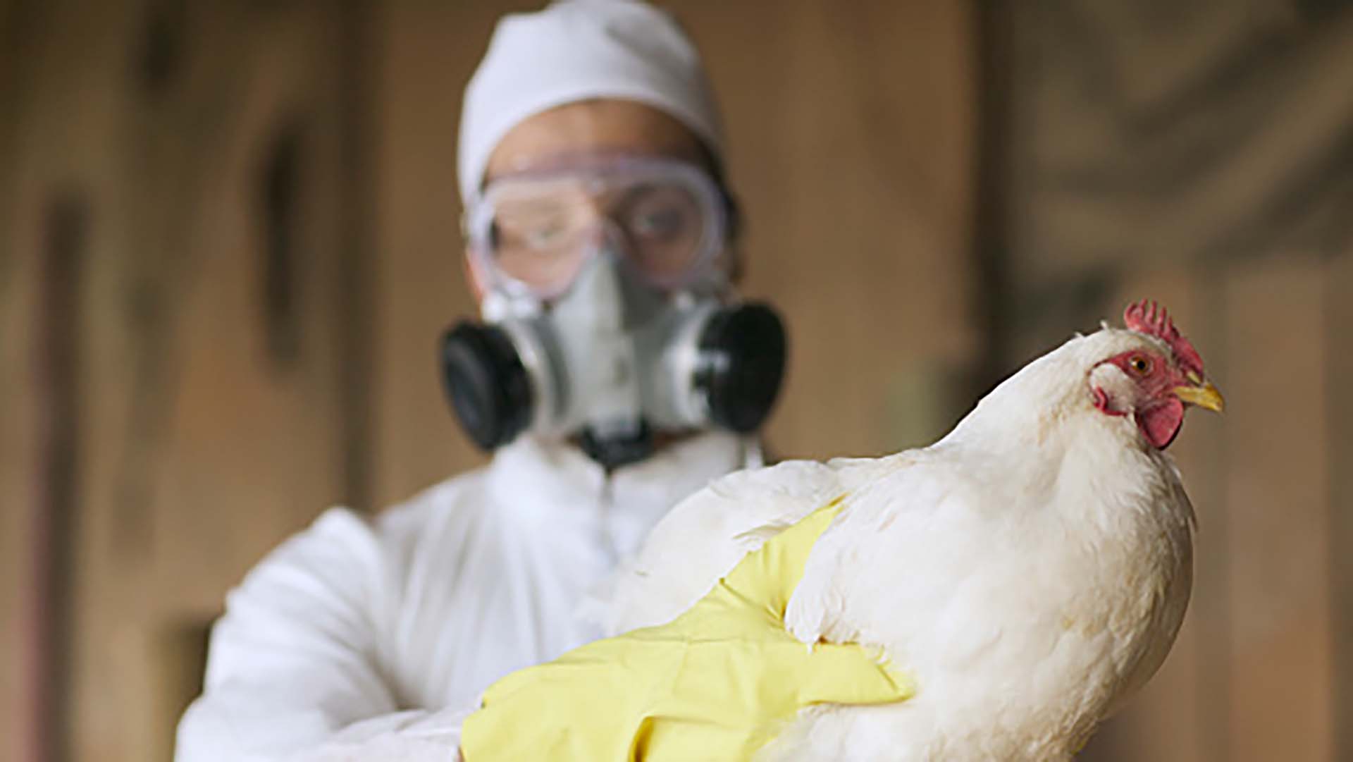 Desde 2003, este virus de influenza aviar y otros se han propagado desde Asia a Europa y África (Getty)