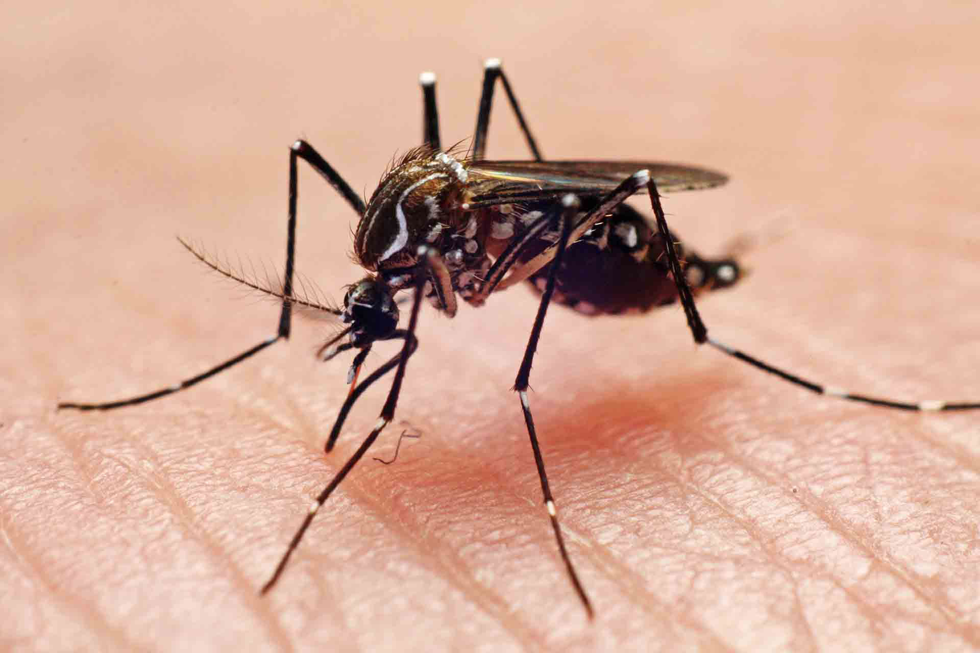 El mosquito Aedes aegypti es el transmisor del dengue y otras enfermedades tropicales (Getty)