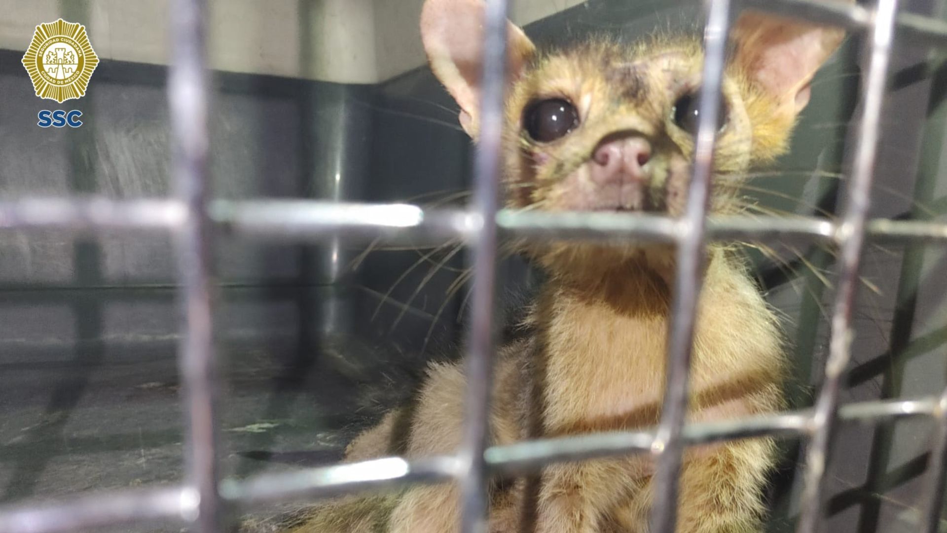 Un pequeño cacomixtle fue hallado en calles de la alcaldía Xochimilco.
(@SSC_CDMX)