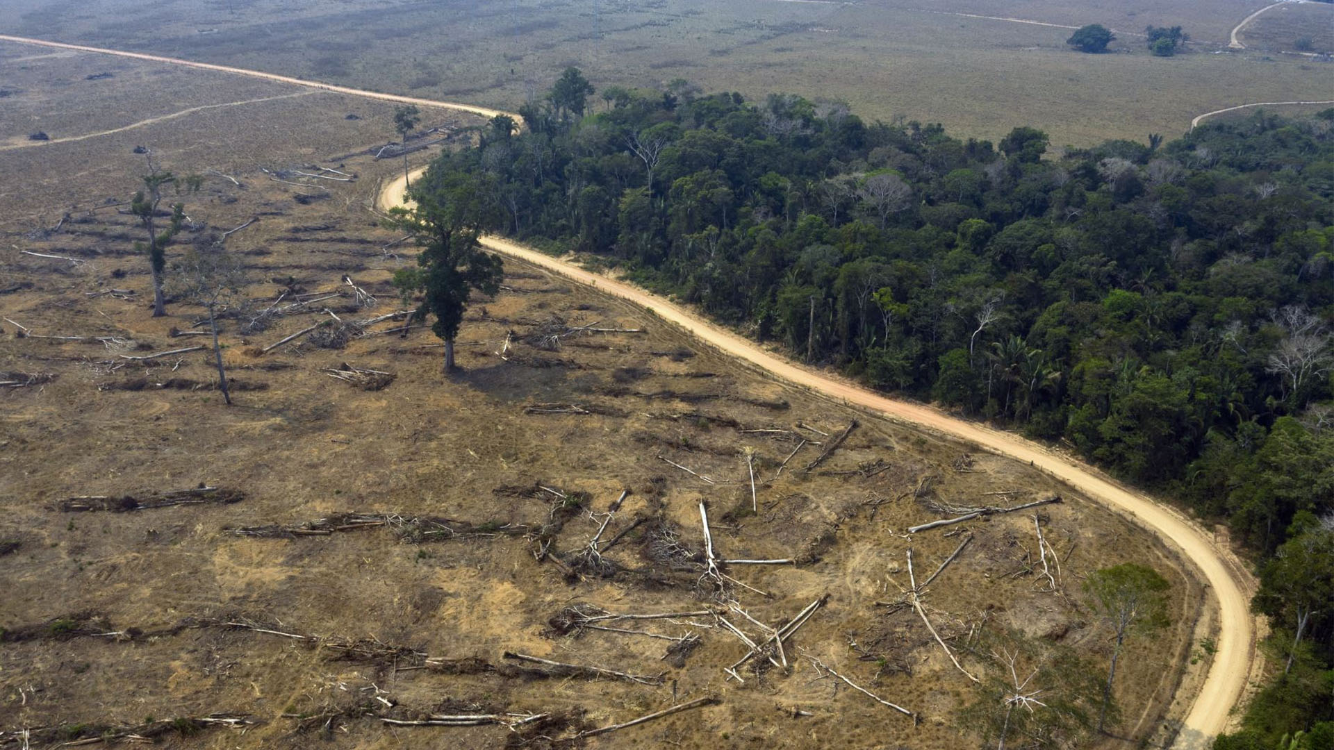 La deforestación no solo altera los microclimas, sino que el cambio de uso del suelo del bosque hacia uso agrícola o para desarrollar infraestructura. (Andina)