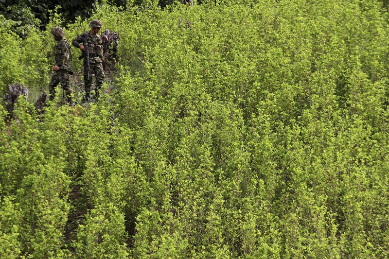 Los carteles mexicanos pasaron de ser un enlace comercial entre los productores de cocaína en Colombia con el mercado de Estados Unidos, a ser no solo financiadores sino a controlar y supervisar la producción de cocaína en territorio colombiano. REUTERS/Fredy Builes