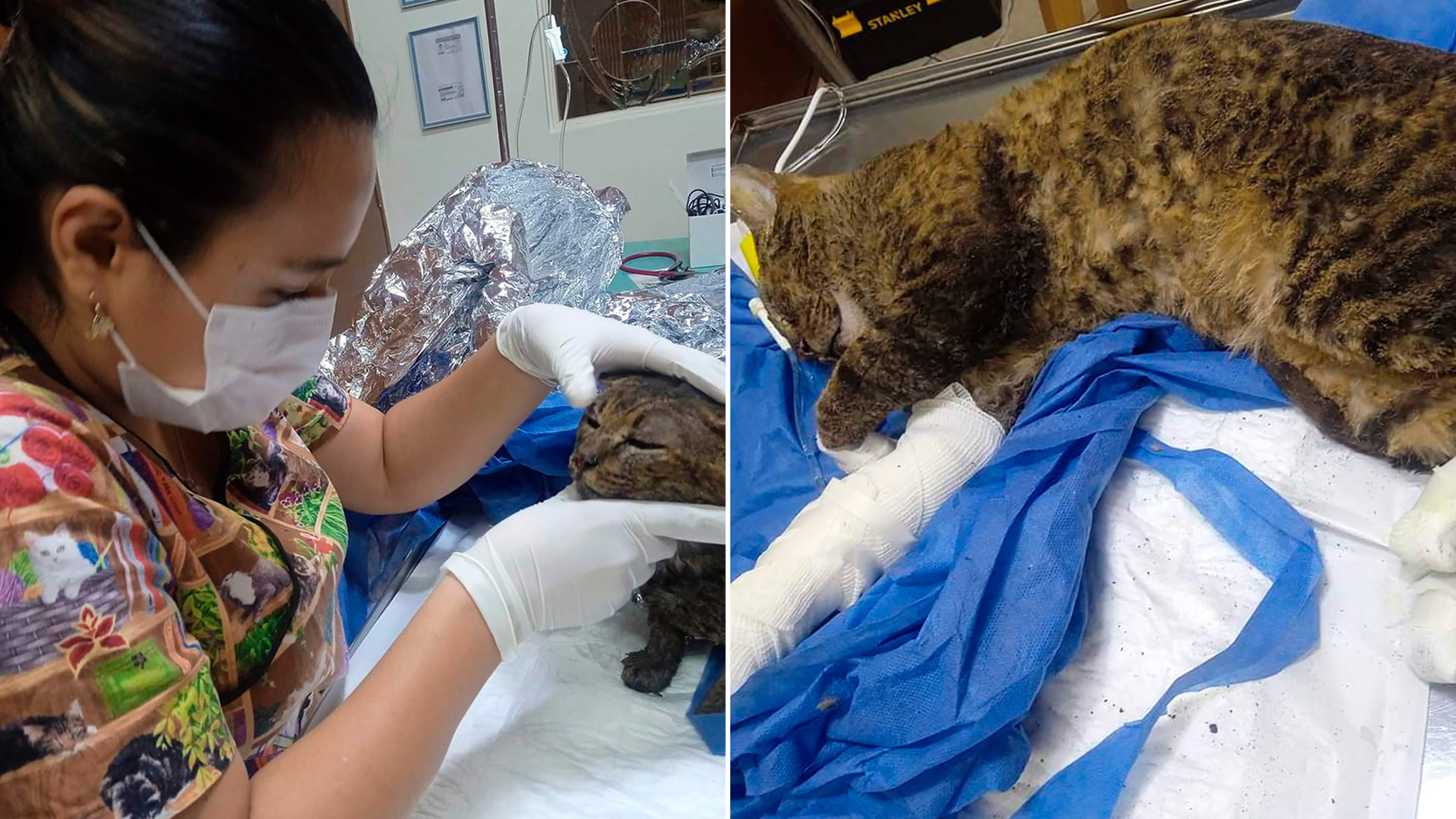 Goyo, el gatito de Central de Abastos, está siendo atendido (Facebook/Byggaby Avila)