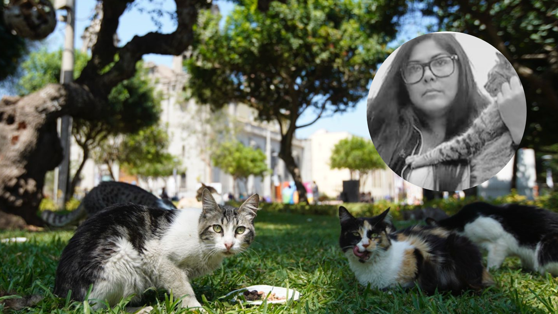 Municipalidad de Miraflores presentó denuncia contra Natalie Sánchez,  presidenta del Grupo Voluntario de Defensa Felina, por la desaparición de gatos del parque Kennedy.