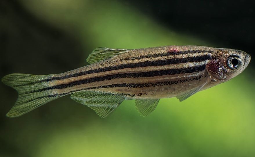 Un estudio en el Reino Unido demostró que el ayuno restringido en el tiempo afecta de manera diferente a la reproducción de los peces cebra macho y hembra/Archivo