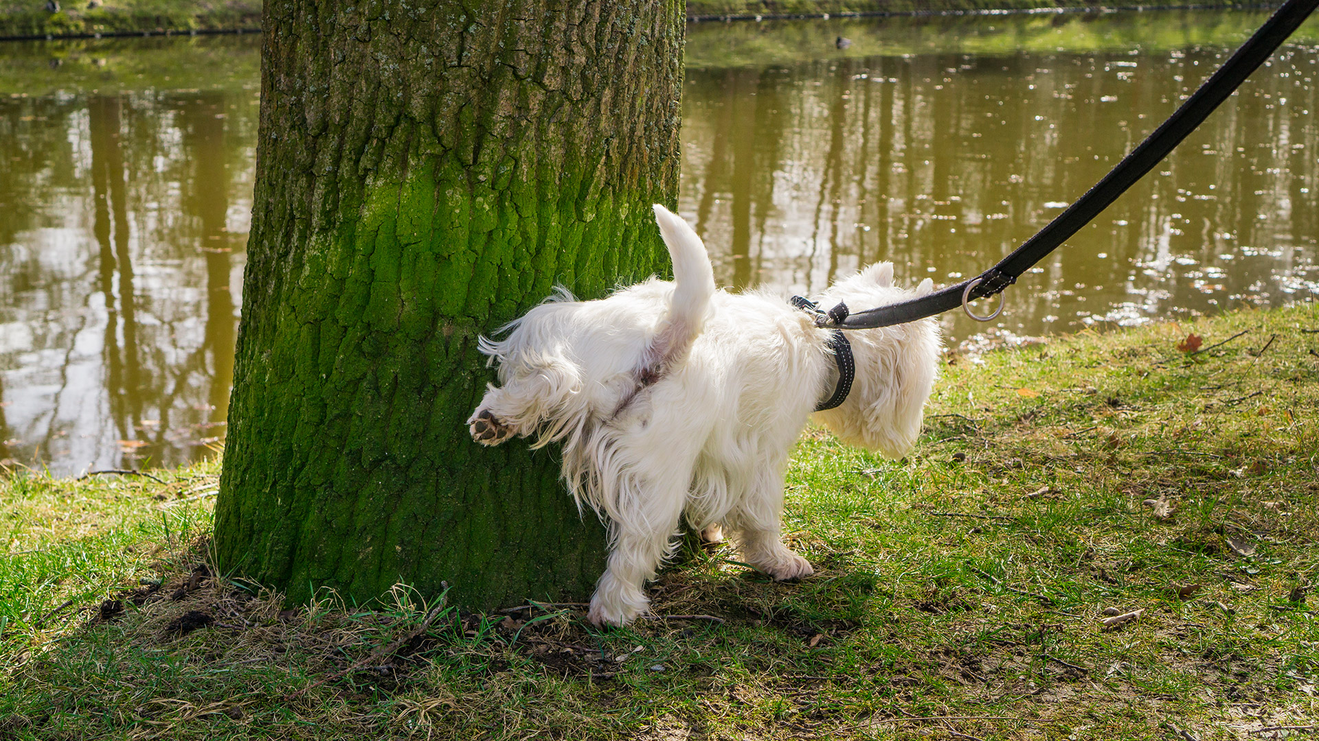 Los perros tienden a orinar en los arboles, es por este motivo que se han buscado diferentes trucos como el de la botella para evitarlo