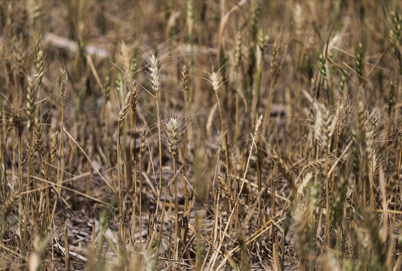 La sequía afectó la última campaña de trigo. (REUTERS/Agustin Marcarian)