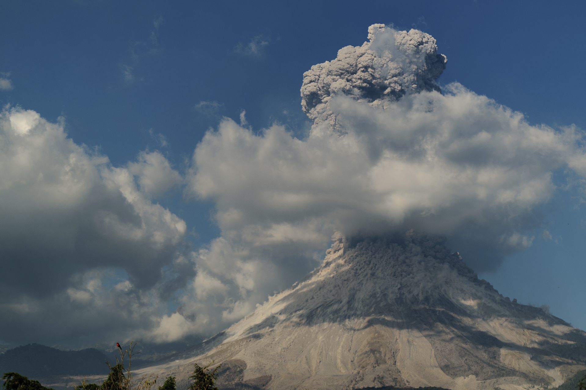 El volcán de Colima, junto con el Popocatépetl, son los más monitoreados del país. Foto:
Cuartoscuro