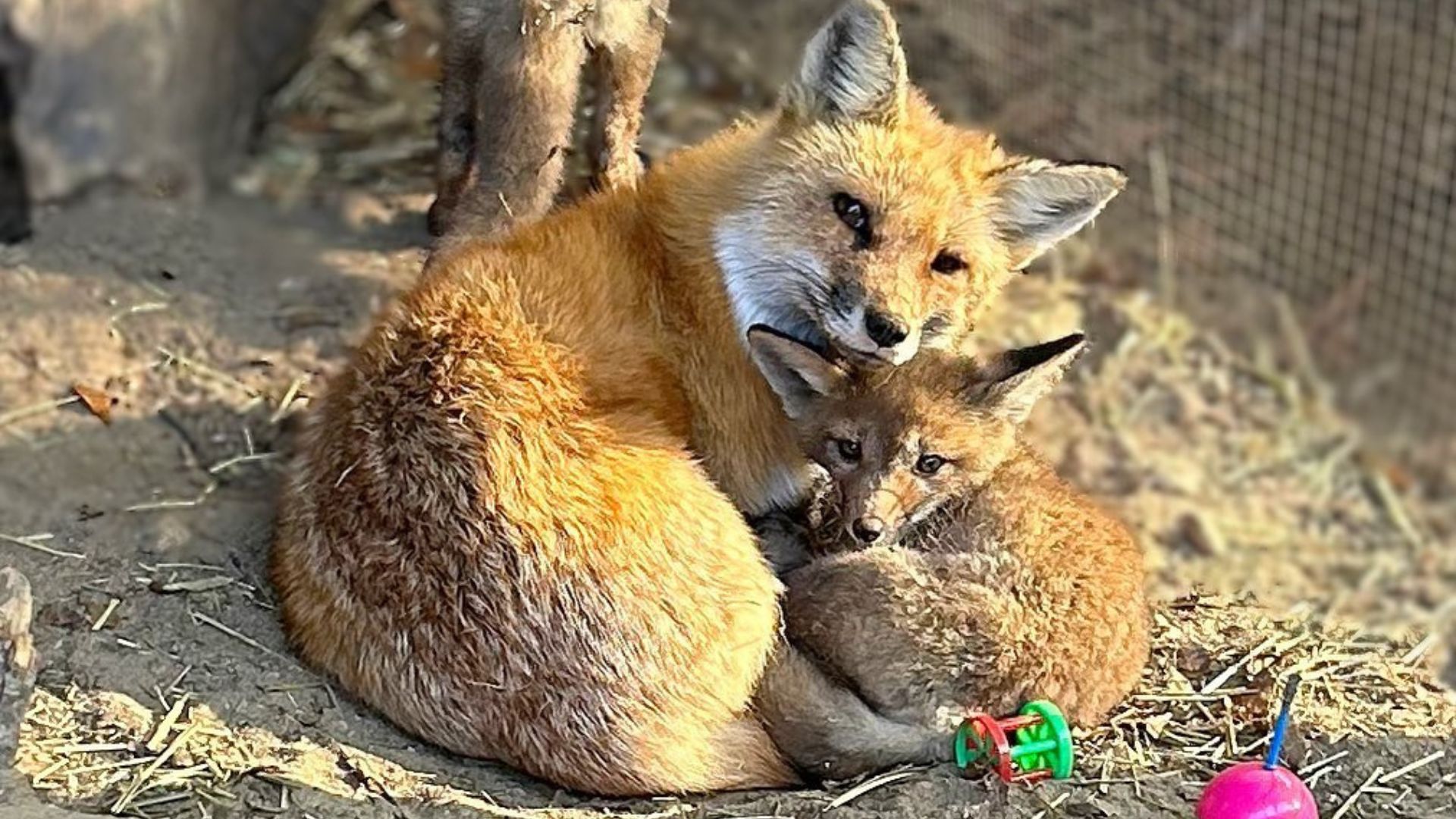 Hope conviviendo con uno de los zorros que adoptó como su nuevo bebé (Instagram newhousewildliferescue)