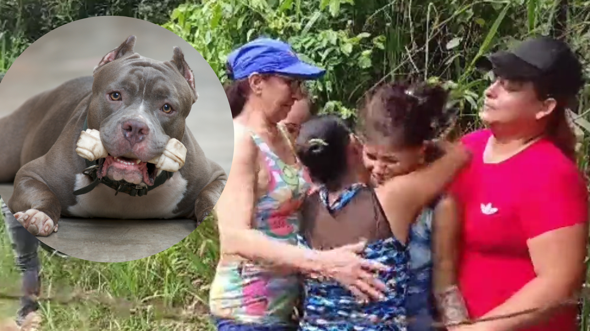 En Bucaramanga, Santander, pequeño de cuatro años sufrió un brutal ataque de varios perros pitbulls. Captura Twitter