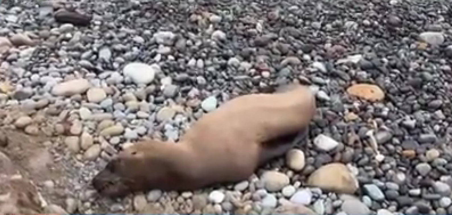 Foca caminó por la pista de la Costa Verde para luego regresar a la orilla de la playa Redondo